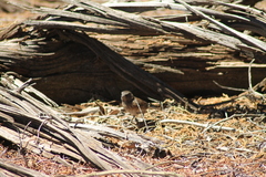 Junco insularis