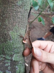 Anolis cupreus