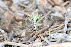 Cupressus guadalupensis