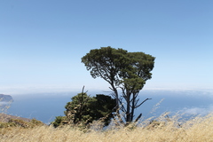 Cupressus guadalupensis