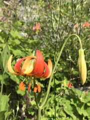 Lilium pardalinum shastense