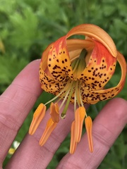 Lilium pardalinum shastense