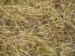 Cercyonis pegala boopis