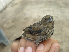 Volatinia jacarina