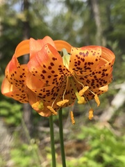 Lilium pardalinum shastense