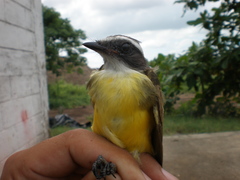 Myiozetetes similis