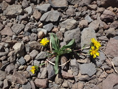 Pyrrocoma apargioides