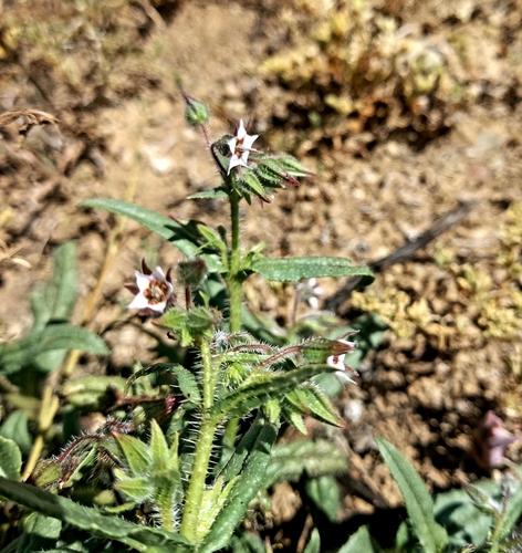 Image of Trichodesma africanum by (c) kevin koen, some rights reserved (CC BY-SA)