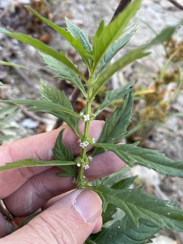 American water horehound (Lycopus americanus)