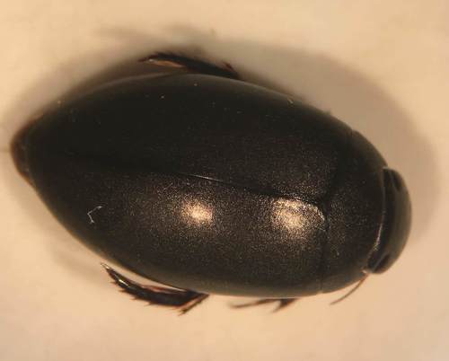Two-splashed Predaceous Diving Beetle