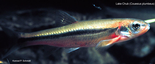 Lake Chub