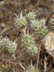Eryngium vaseyi
