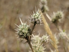Eryngium vaseyi