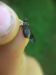 Chrysops univittatus