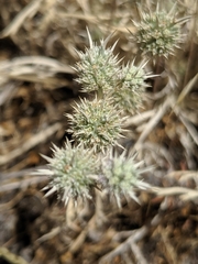 Eryngium vaseyi