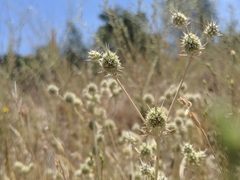 Eryngium vaseyi