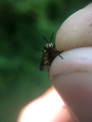 Chrysops univittatus