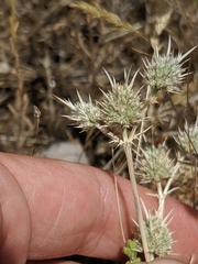 Eryngium vaseyi