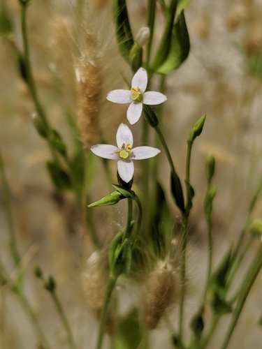 desert centaury (Centaurium exaltatum)