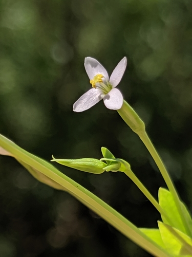 Image of Zeltnera exaltata by no rights reserved