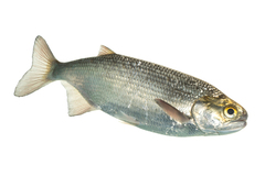 Goldeye photo 2