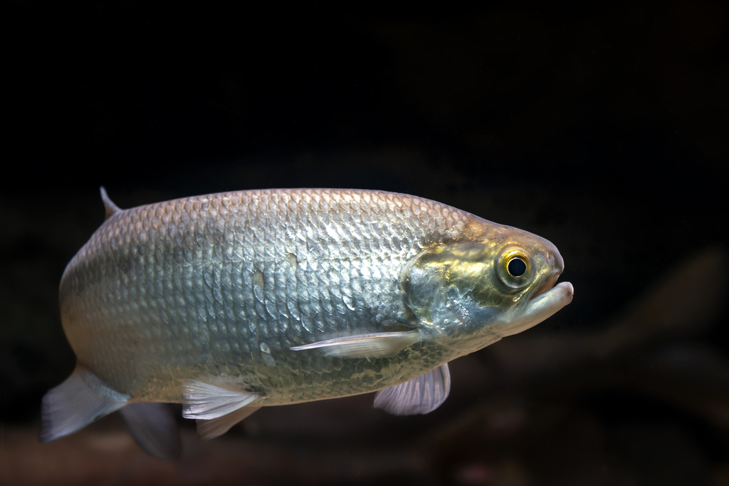 Photo of a Goldeye