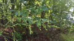 Coleataenia anceps anceps