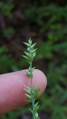 Coleataenia anceps anceps