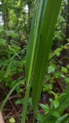 Coleataenia anceps anceps