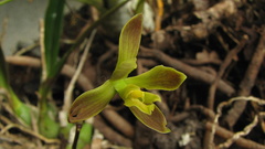 Encyclia