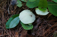 Exobasidium vaccinii