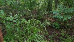 Coleataenia anceps anceps