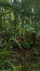 Coleataenia anceps anceps