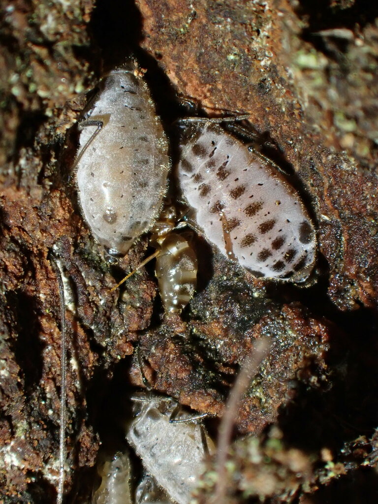 Stomaphis wojciechowskii