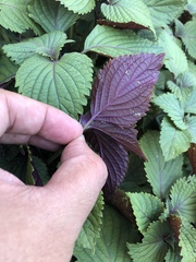 Perilla
