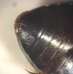 Ilybius biguttulus