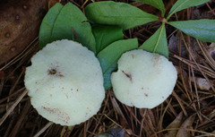 Exobasidium vaccinii