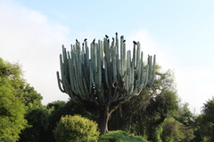 Pachycereus weberi