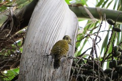 Dryobates spilogaster