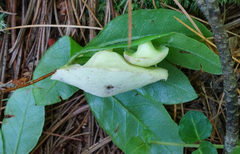 Exobasidium vaccinii