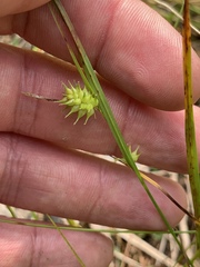 Carex cryptolepis