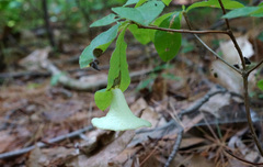 Exobasidium vaccinii