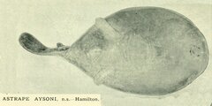 Blind Electric Ray photo 3