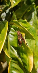 Polistes versicolor