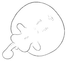 Blind Electric Ray photo 5