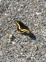 Papilio polyxenes