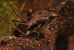 Mimus polyglottos
