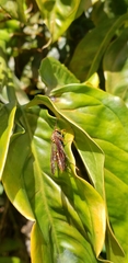 Polistes versicolor