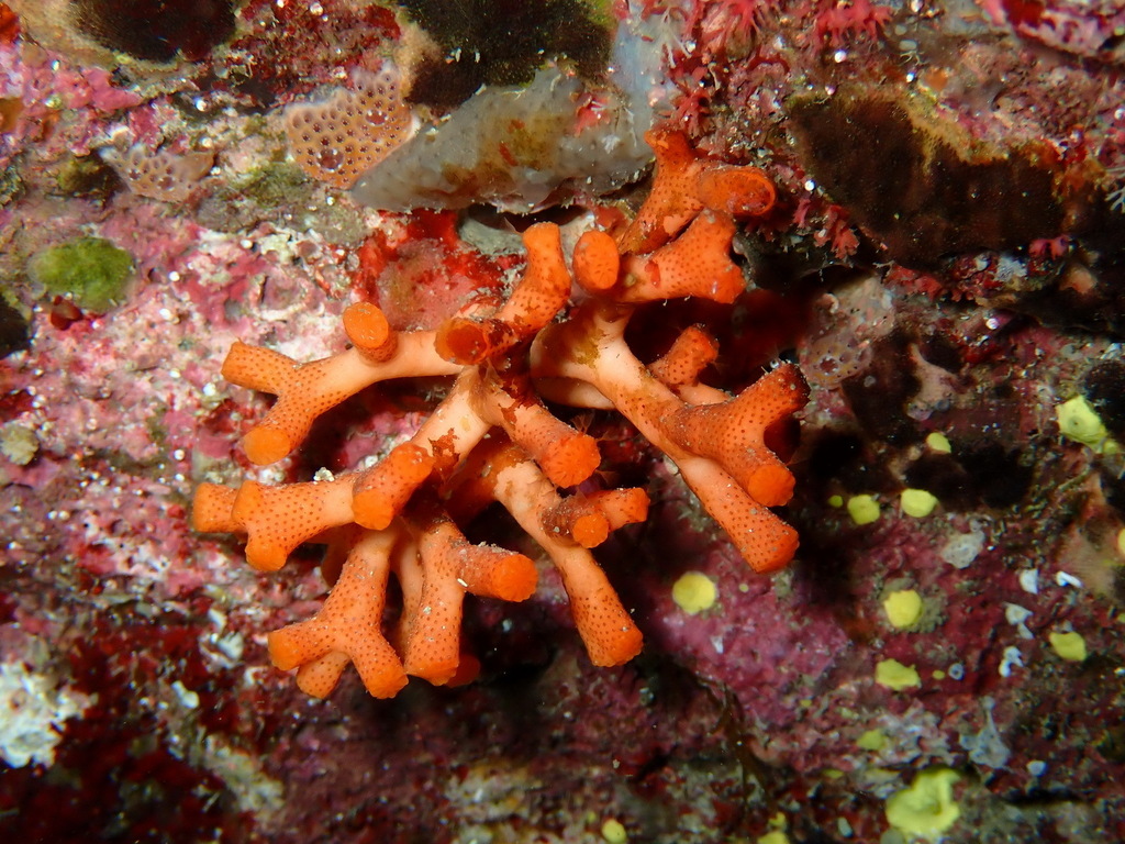 False Coral, photo 1 of 10