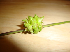 Ampelomyia vitiscoryloides